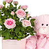 Baby Girl Rose Gift with Teddy