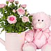 Baby Girl Rose Gift with Teddy