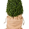 Pyramid Buxus