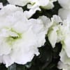 White Azalea Basket