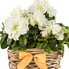 White Azalea Basket