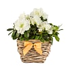 White Azalea Basket