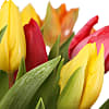 Bright Mix Tulips with Vase