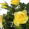 Yellow Rose Trug