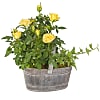 Yellow Rose Trug