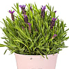 Lavender Plant