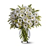 Classic White Daisies