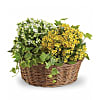 12'' Planter Basket