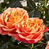 Orange Rose Planter