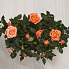 Orange Rose Planter