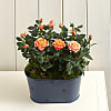 Orange Rose Planter