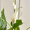 Peace Lily Basket