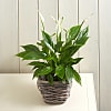 Peace Lily Basket