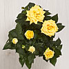 Yellow Rose