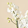 White Phalaenopsis Orchid