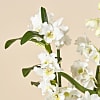 White Dendrobium Orchid