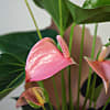 Pink Anthurium