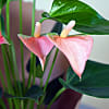 Pink Anthurium