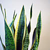 Large Snake Plant