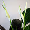 Large Peace Lily