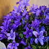 Letterbox Campanula