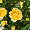 Letterbox Yellow Rose