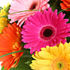 Gerbera Bouquet