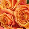 20 Luxury Orange Roses