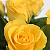 A Dozen Yellow Roses Giftwrap