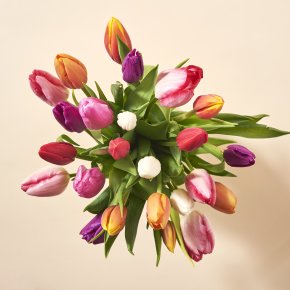 Rainbow
Tulips