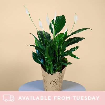 Large Peace Lily - Flowers