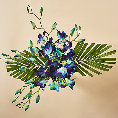 Sapphire Galaxy - Flowers