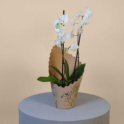 White Phalaenopsis Orchid - Plants