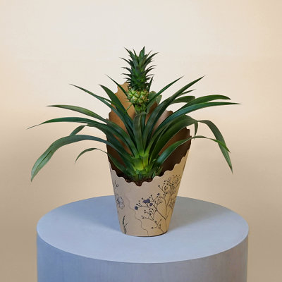 Pineapple Plant - Plants