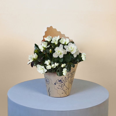 White Azalea - Flowers