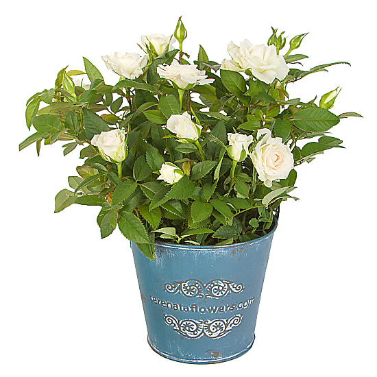 White Pot Rose delivered next day