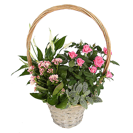 Pink Blooms Basket delivered next day