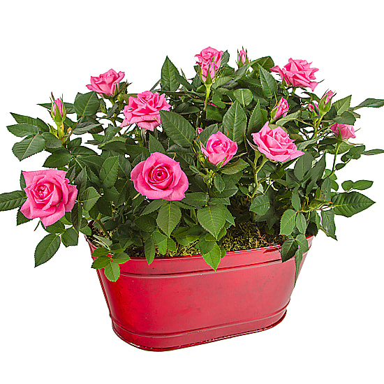 The Lovers Roses delivered next day