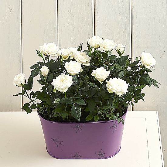 White Rose Planter delivered the same day