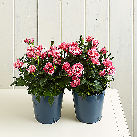 Mum & Daughter Rose delivered the same day