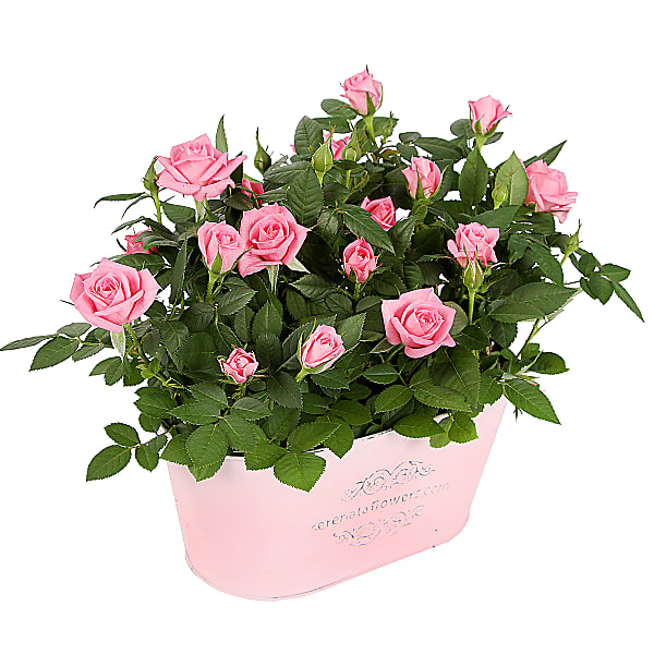 Pink Rose Planter