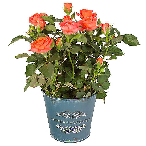 Orange Pot Rose delivered next day