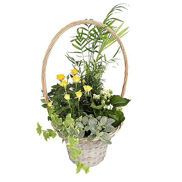 Planted Sunshine Basket