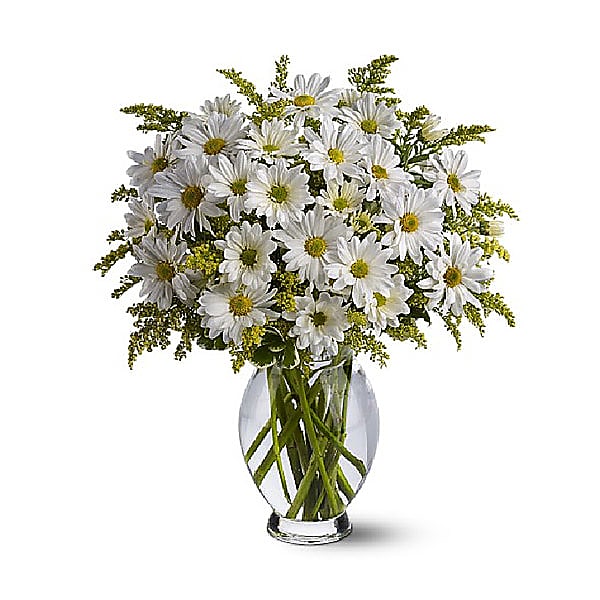 Classic White Daisies delivered next day in Canada