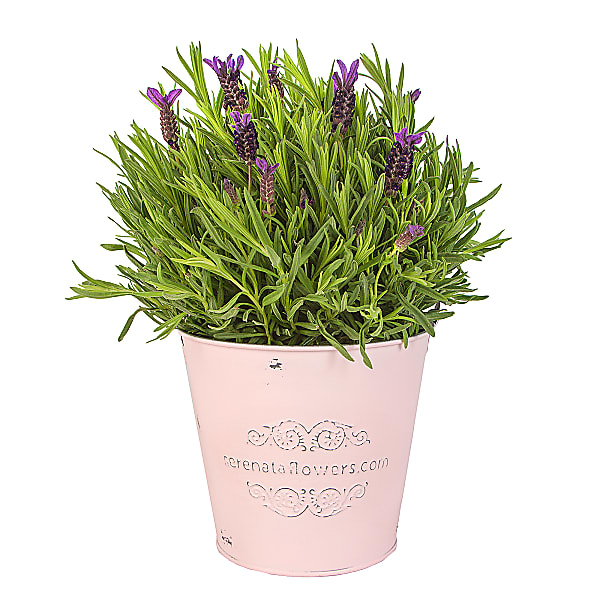 Lavender Plant