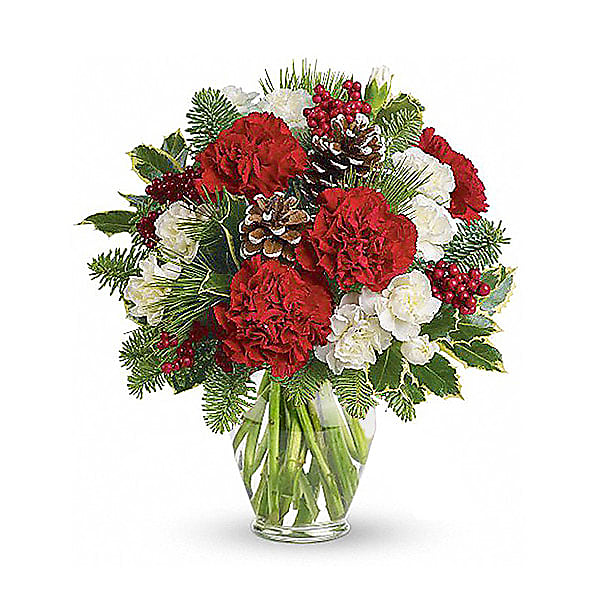 12 Christmas Carnations