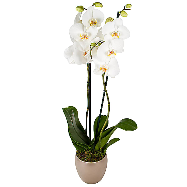 White Phalaenopsis Orchid