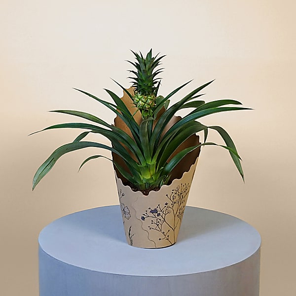 Pineapple Plant