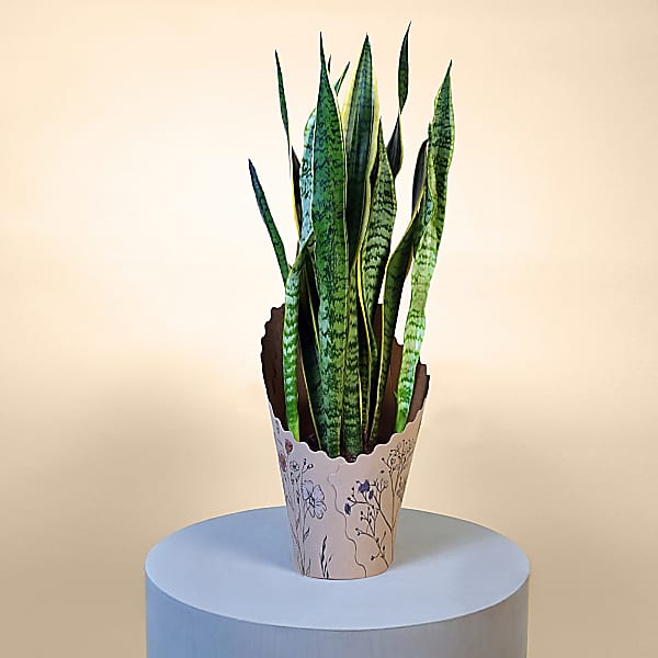 Large Snake Plant