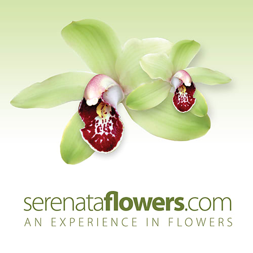 Serenata Flowers Phone Number Best Flower Site